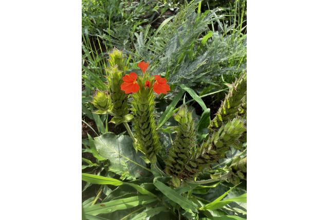 Greenstock's crossandra