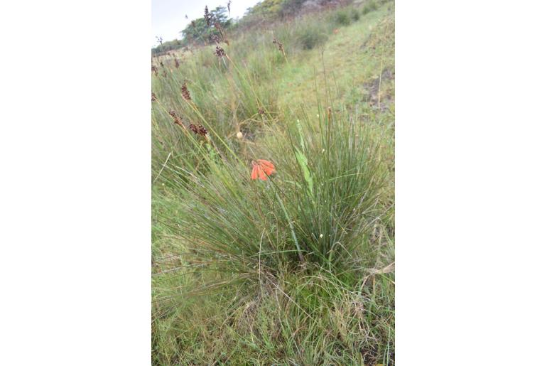 Cyrtanthus contractus -3940