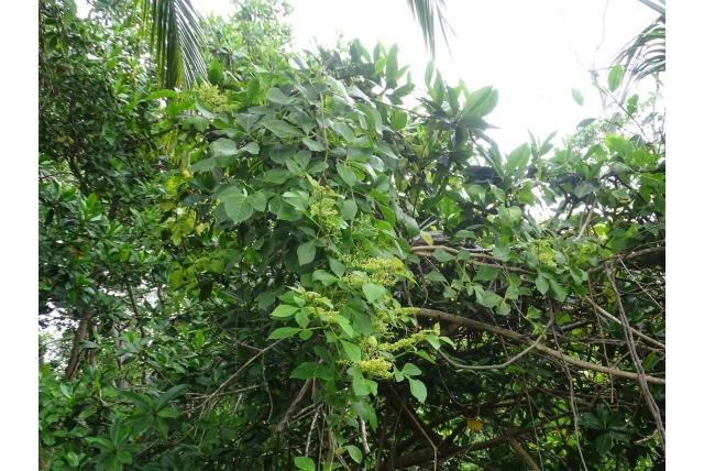 Wervelend cissus