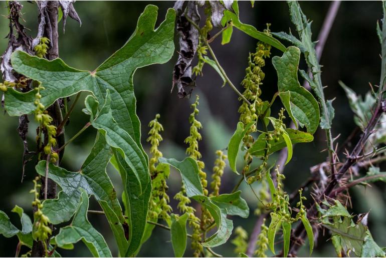 Dioscorea rupicola -3954