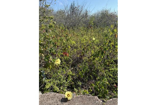 Darwin's katoenplant