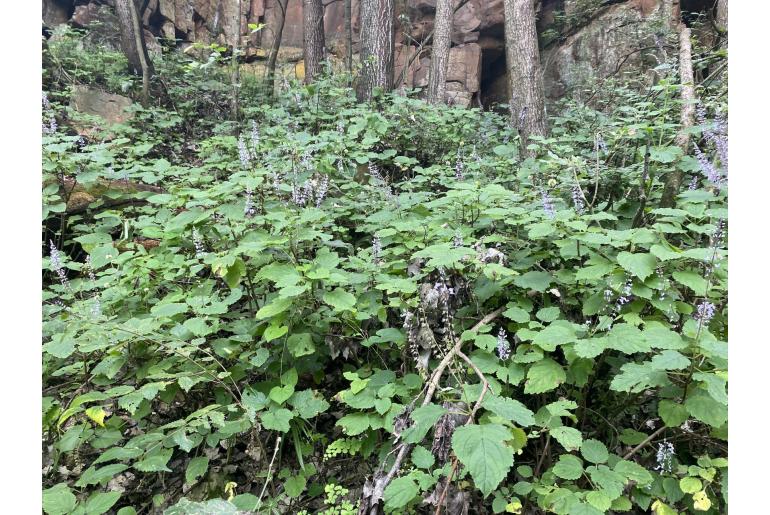 Plectranthus fruticosus -3956