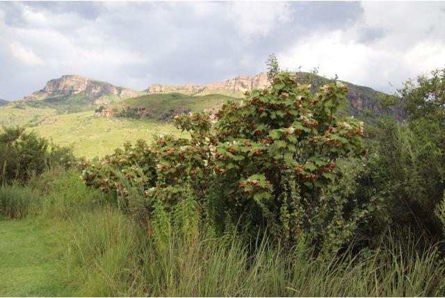 Mooie dombeya
