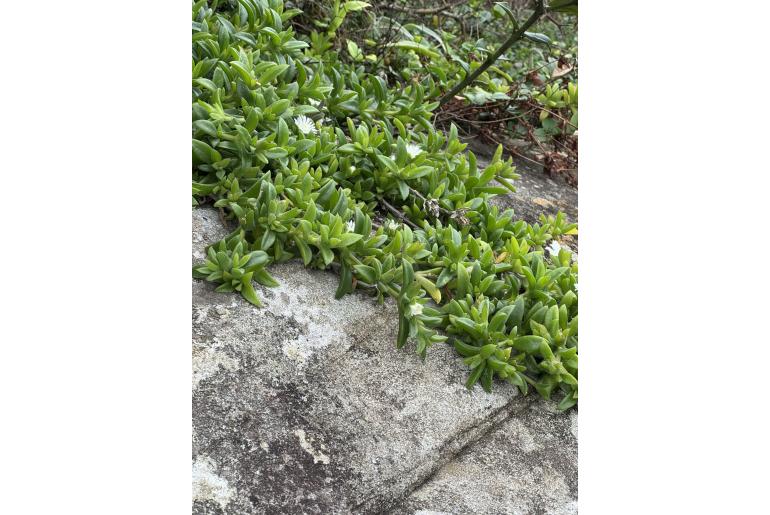 Delosperma affine&nbsp;3964