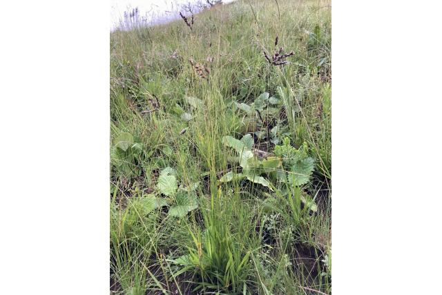 Kaketoe gras