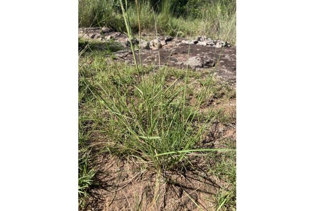 Kattenstaart aristida
