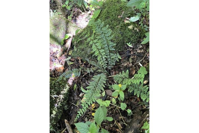 Asplenium lobatum 3974
