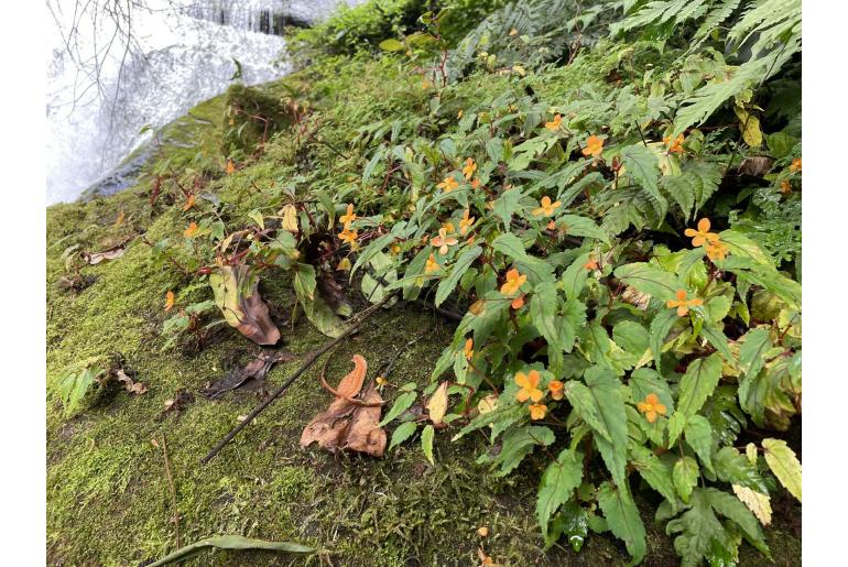 Begonia sutherlandii -3978