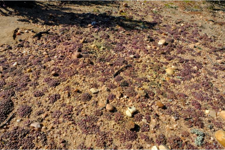 Conophytum obcordellum 3989