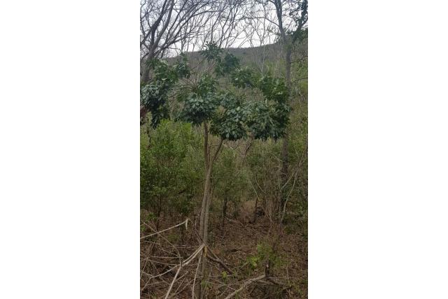 Zulu koolboom
