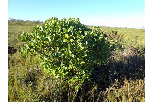 Kustkoolboom