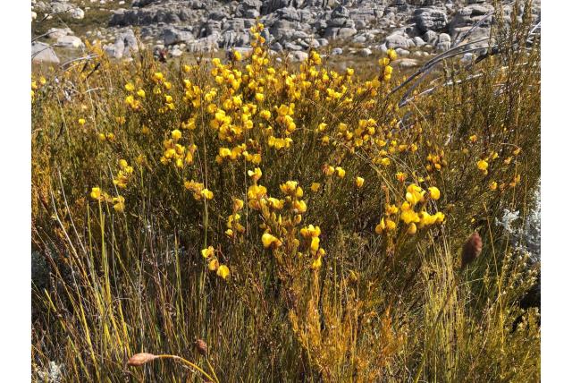 Meyer's honingbos