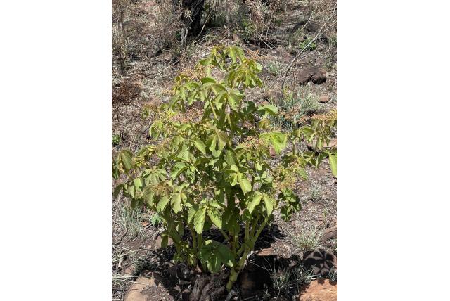 Wood's cyphostemma