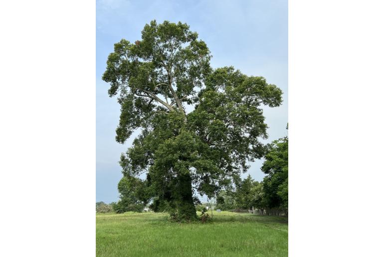 Quercus texana -4000