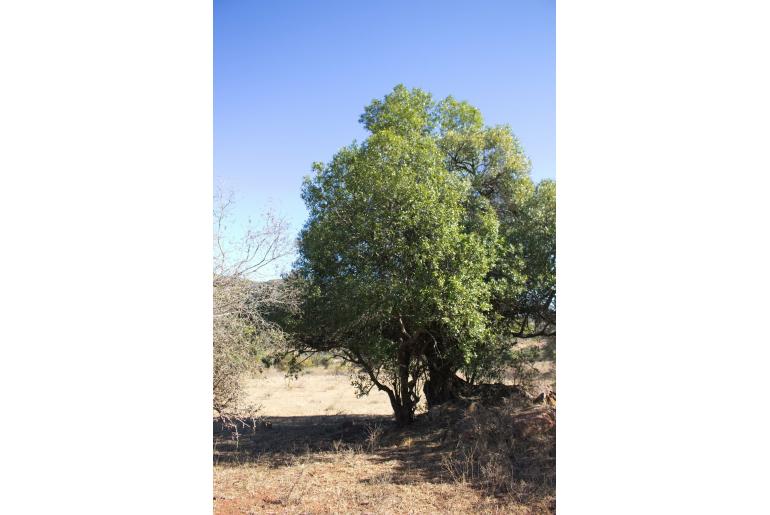 Warburgia salutaris&nbsp;4001