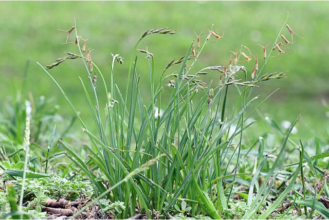 Groene dipcadi