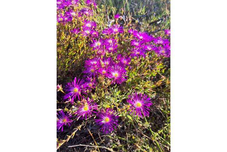 Erepsia anceps -4013