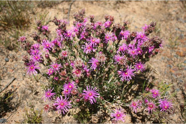 Erepsia bracteata -4014