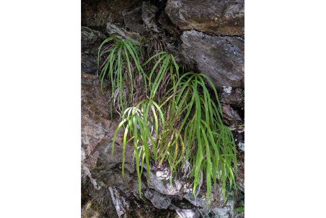 Vinger pteris