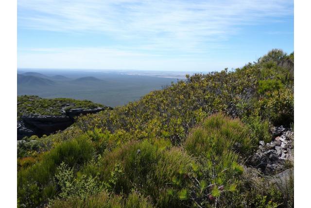 Lucky Bay Eucalyptus Lucky Bay Eucalyptus