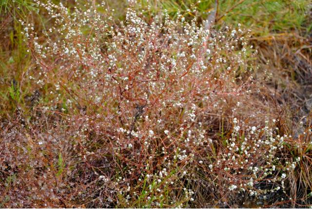 Brunia erica