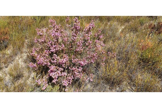 Daphne-bloemen heide