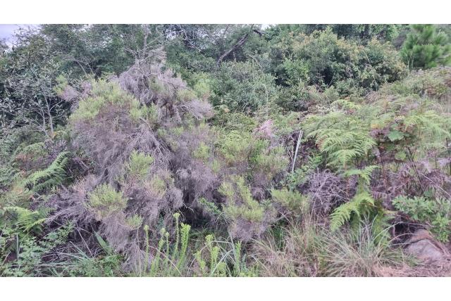 Drakensberg heide