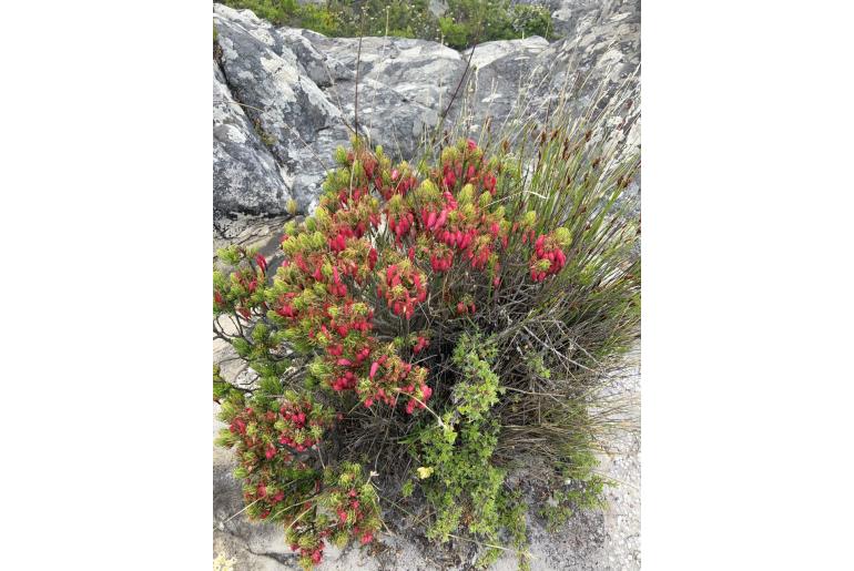 Erica plukenetii -4051