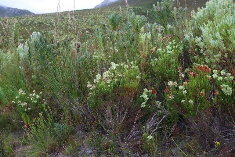 Erica sessiliflora -4054