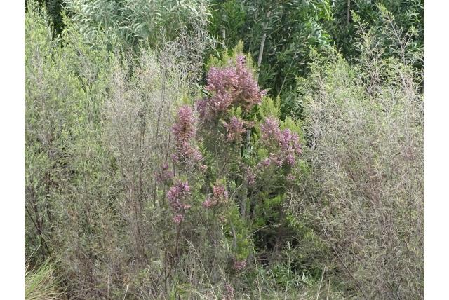 Roze rookheide Roze rookheide