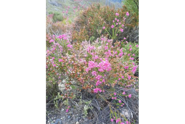 Heide met taxusbladeren Heide met taxusbladeren