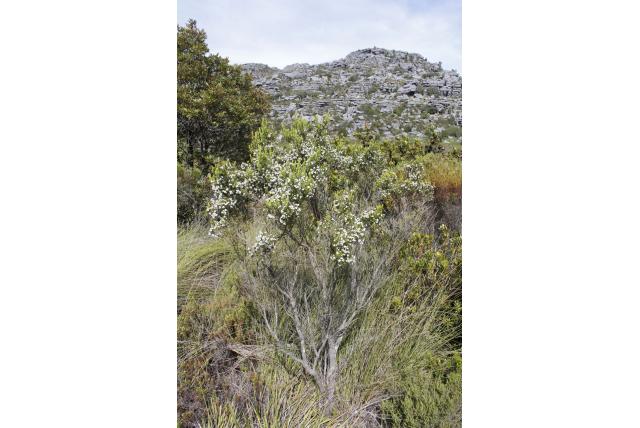 Baardboomheide Baardboomheide