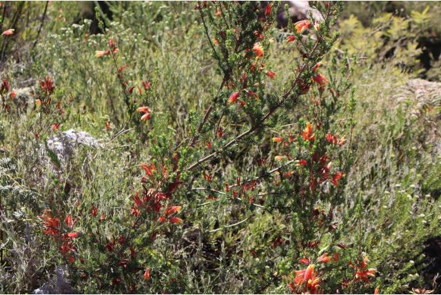 George heide George heide