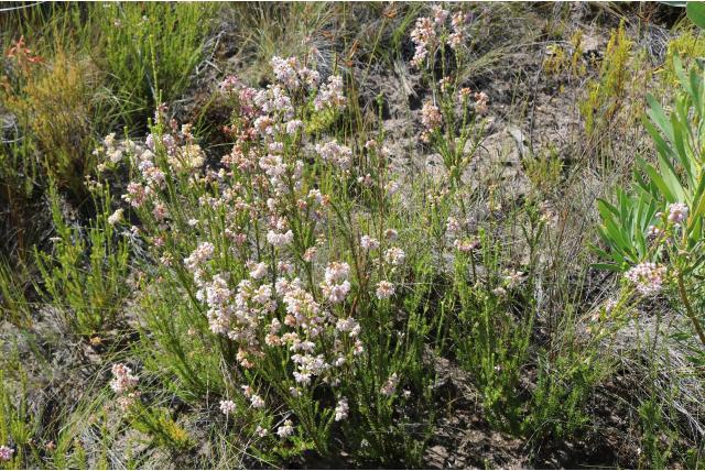 Bescheiden heide Bescheiden heide