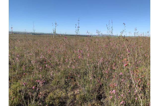 Verschillend kleurende heide