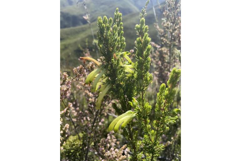 Erica viridiflora -4063