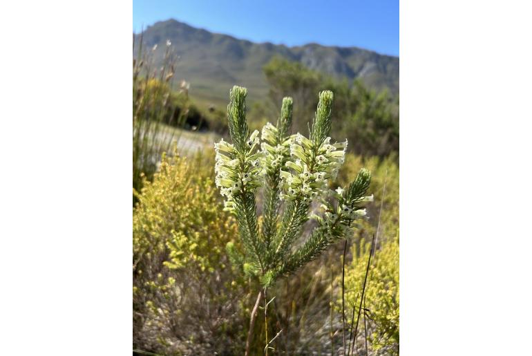 Erica viscaria ssp longifolia -4064