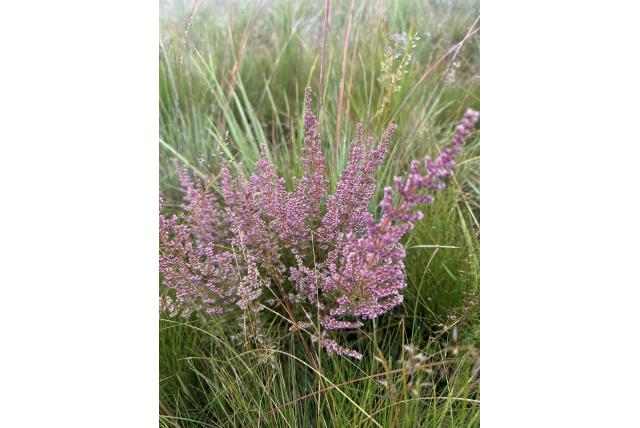 Wood's heide Wood's heide