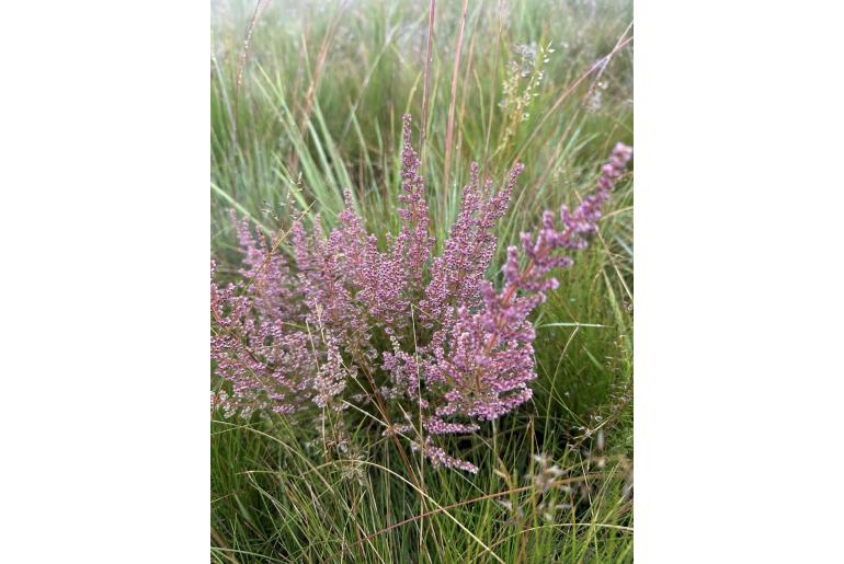 Erica woodii 4065