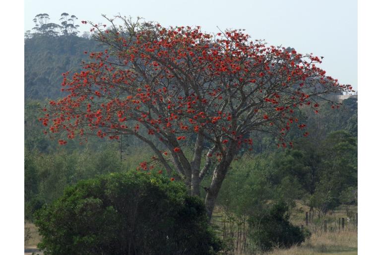 Erythrina afra&nbsp;4067