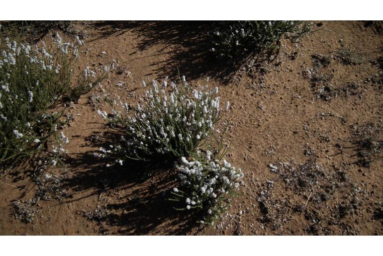 Eriocephalus africanus var paniculatus -4071