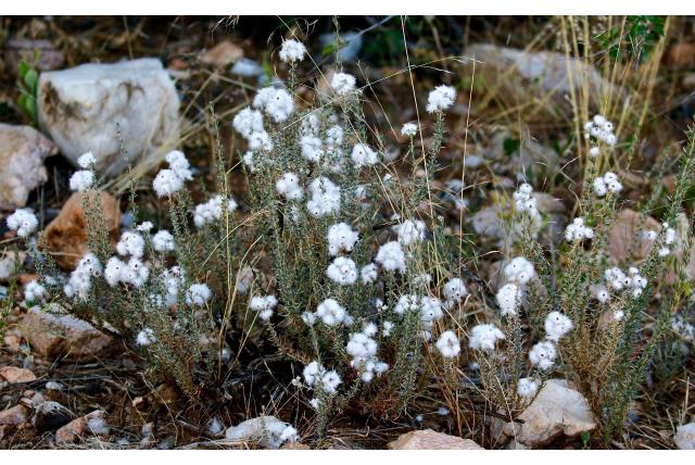 Kleinbladige wilde rozemarijn Kleinbladige wilde rozemarijn