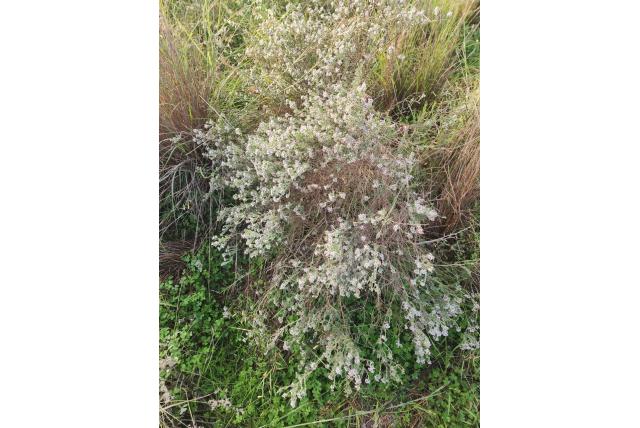 Kaapse kamille Kaapse kamille