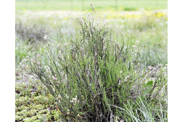 Paarse wilde rozemarijn Paarse wilde rozemarijn