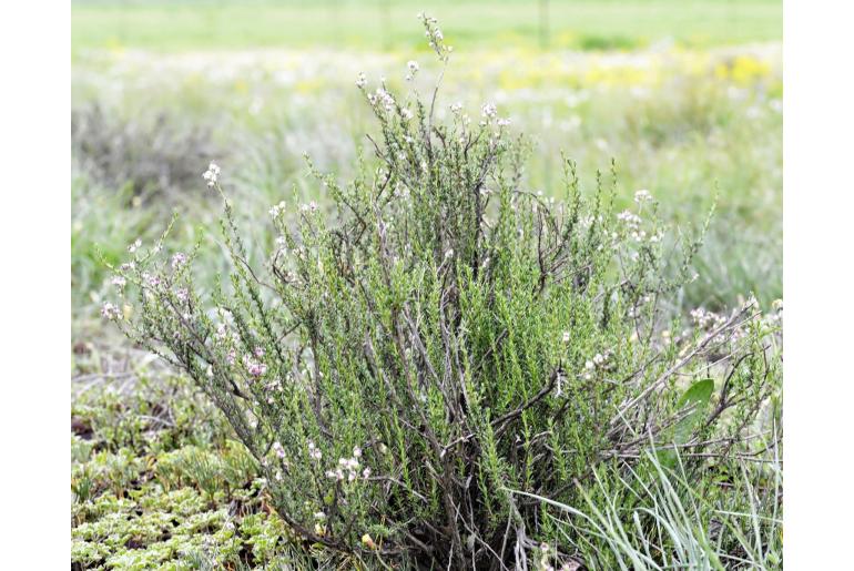 Eriocephalus purpureus 4074