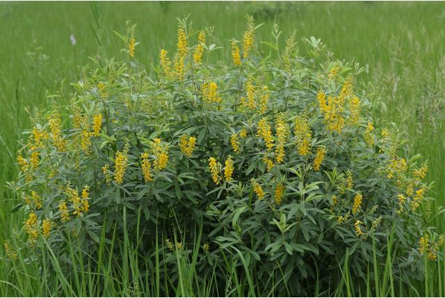 Psoralea-achtige eriosema