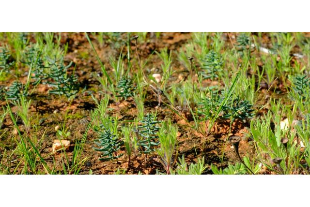 Bladloze eriospermum