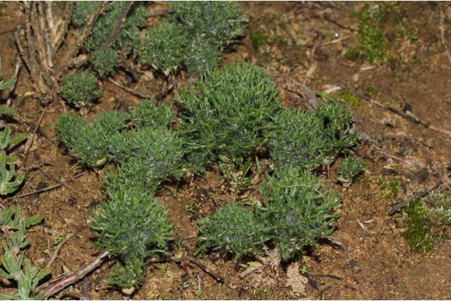 Vreemde eriospermum