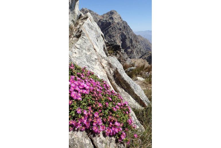 Esterhuysenia alpina -4081