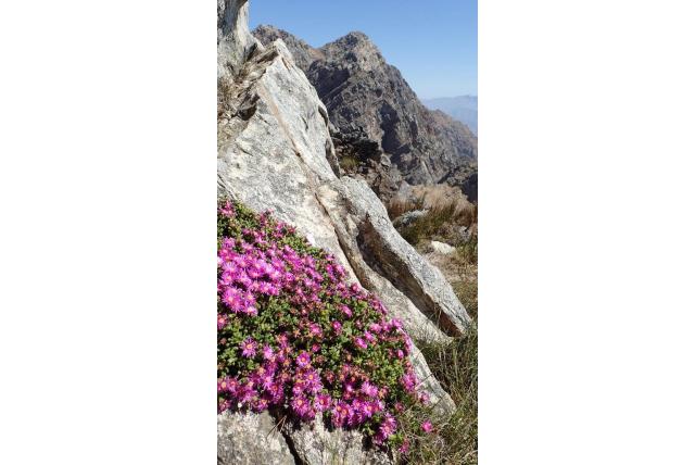 Alpine esterhuysenia